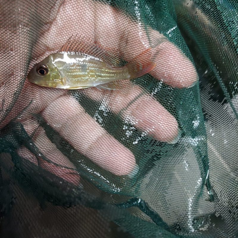 BEAUTIFUL GEOPHAGUS SVENI 2 to 2.5 INCHES UNSEXED (Geophagus sveni)
