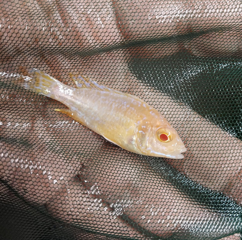 STRAWBERRY ALBINO PEACOCK 2 INCHES UNSEXED (Aulonocara Sp)