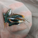 3 COLORFUL BLACK SWORDTAIL 2" Livebearers