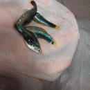 3 COLORFUL BLACK SWORDTAIL 2" Livebearers