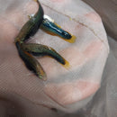 3 COLORFUL BLACK SWORDTAIL 2" Livebearers