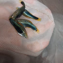 3 COLORFUL BLACK SWORDTAIL 2" Livebearers