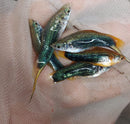 3 COLORFUL BLACK SWORDTAIL 2" Livebearers