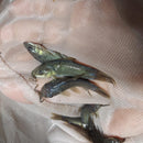 EXOTIC HOPLO CATFISH  (Megalechis sp)