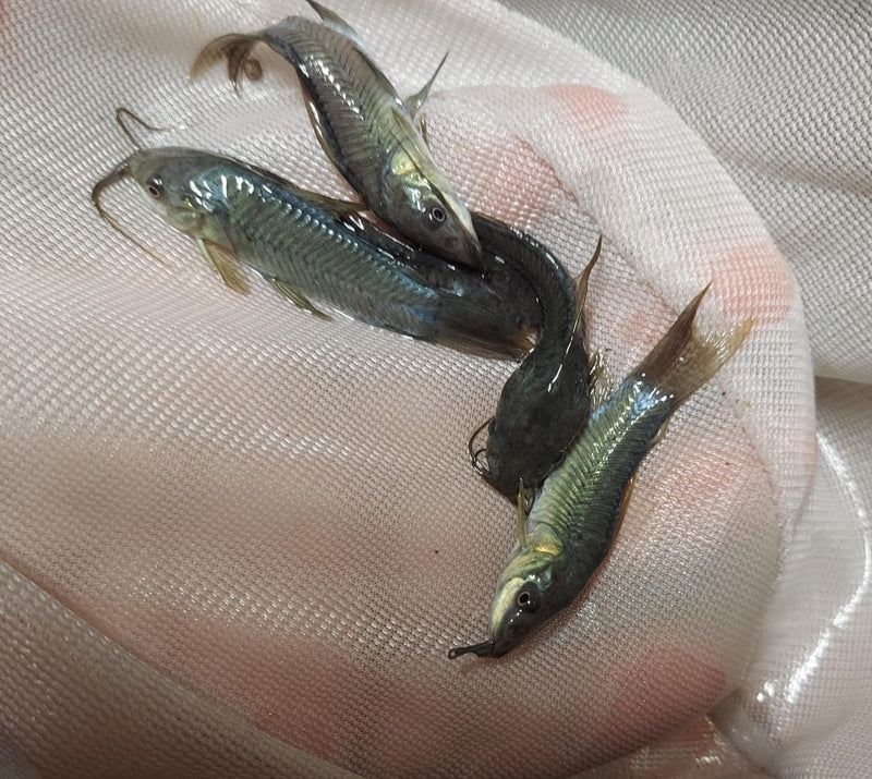 EXOTIC HOPLO CATFISH  (Megalechis sp)