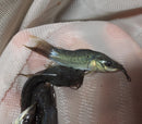 EXOTIC HOPLO CATFISH  (Megalechis sp)