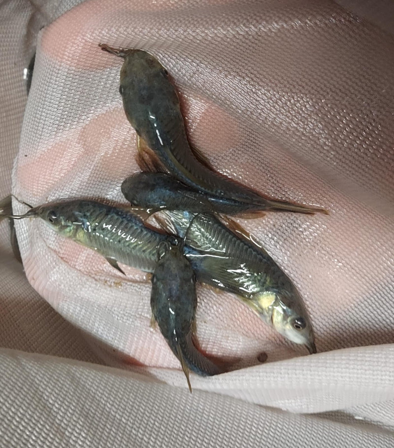 EXOTIC HOPLO CATFISH  (Megalechis sp)