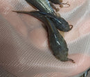 EXOTIC HOPLO CATFISH  (Megalechis sp)