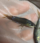 EXOTIC HOPLO CATFISH  (Megalechis sp)