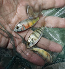 (PAIR) ZEBRA OBLIQUIDENS 2 INCHES (Astatotilapia latifasciata)