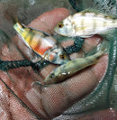 (PAIR) ZEBRA OBLIQUIDENS 2 INCHES (Astatotilapia latifasciata)