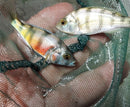 (PAIR) ZEBRA OBLIQUIDENS 2 INCHES (Astatotilapia latifasciata)