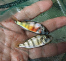(PAIR) ZEBRA OBLIQUIDENS 2 INCHES (Astatotilapia latifasciata)