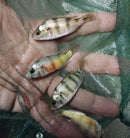 (PAIR) ZEBRA OBLIQUIDENS 2 INCHES (Astatotilapia latifasciata)