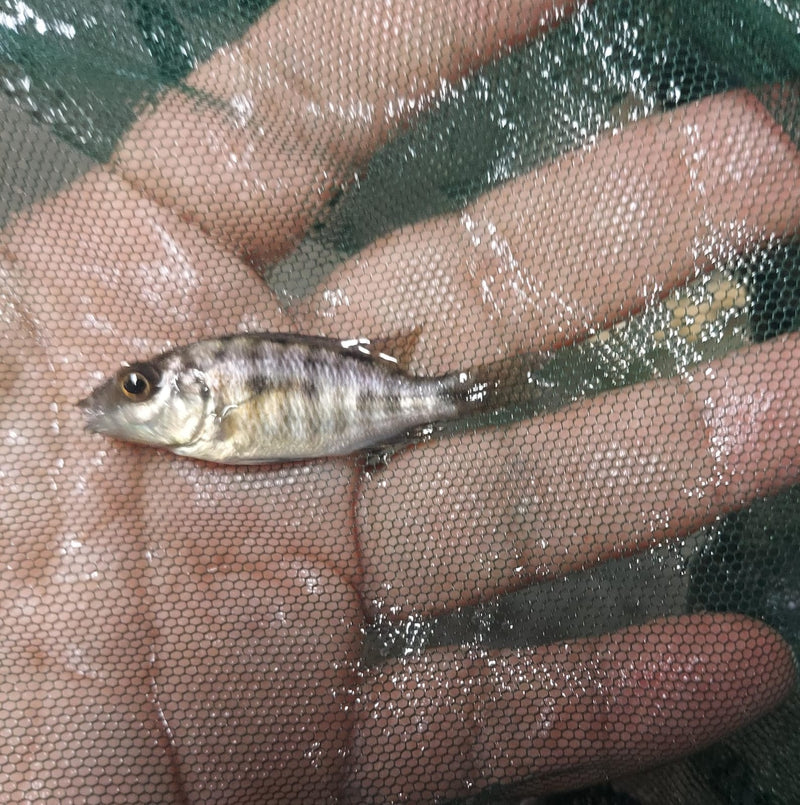COLORFUL BERRY PEACOCK 2 INCHES UNSEXED (Aulonocara Sp)