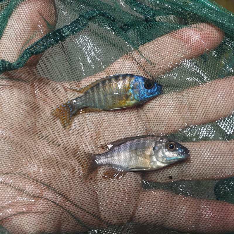 COLORFUL BERRY PEACOCK 2 INCHES UNSEXED (Aulonocara Sp)