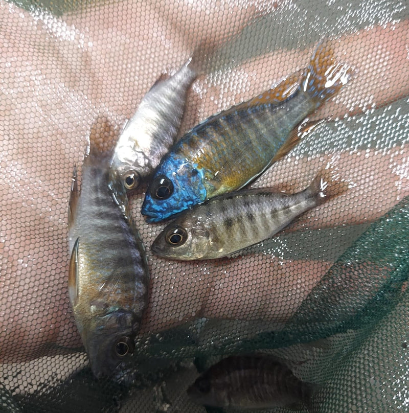 COLORFUL BERRY PEACOCK 2 INCHES UNSEXED (Aulonocara Sp)
