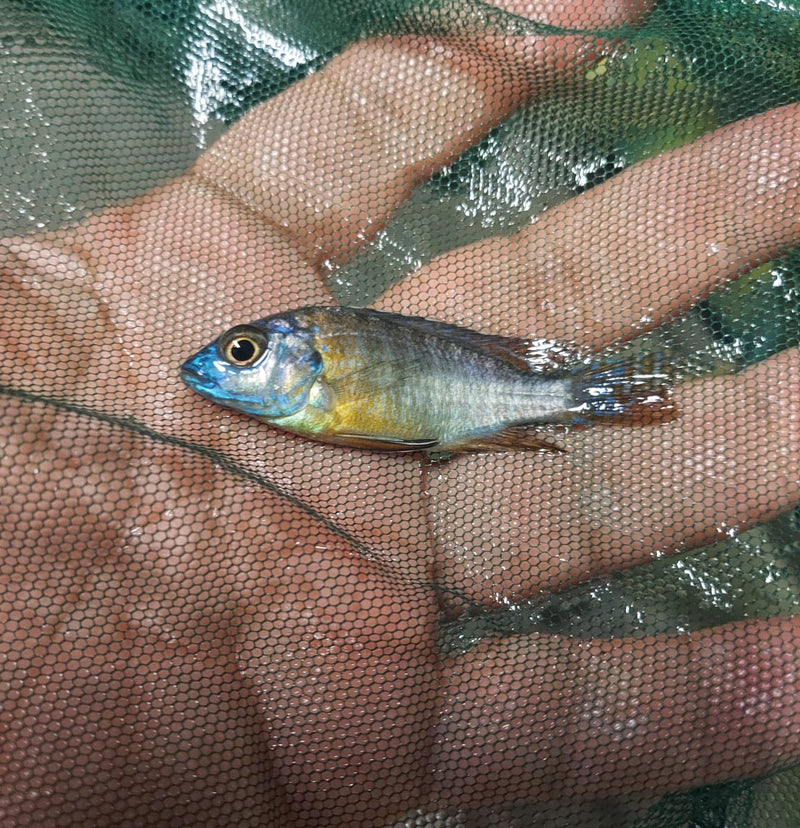 COLORFUL BERRY PEACOCK 2 INCHES UNSEXED (Aulonocara Sp)