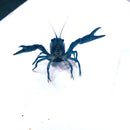 BEAUTIFUL SHARP TURQUOISE BLUE CRAYFISH 2.5 TO 3 INCHES