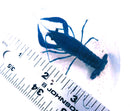 BEAUTIFUL SHARP TURQUOISE BLUE CRAYFISH 2.5 TO 3 INCHES