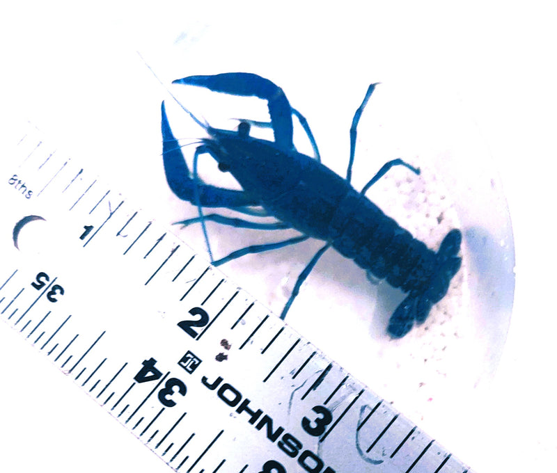 BEAUTIFUL SHARP TURQUOISE BLUE CRAYFISH 2.5 TO 3 INCHES
