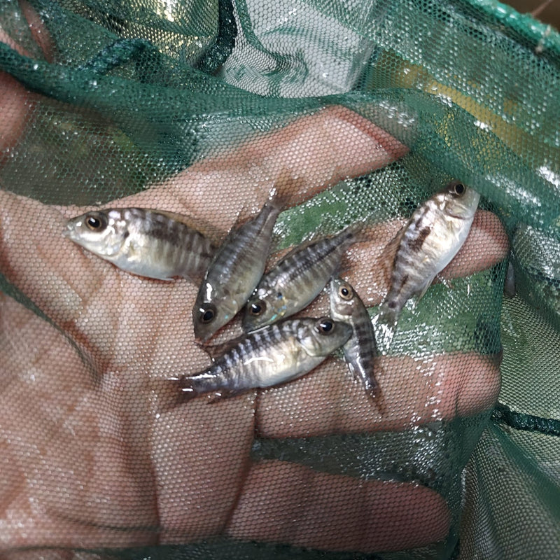GREAT RED SHOULDER PEACOCK 1.5 TO 2 INCHES UNSEXED (Aulonocara Sp)