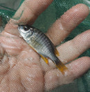 GREAT REDFIN BORLEYI 2 INCHES UNSEXED (Copadichromis borleyi)