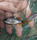 GREAT REDFIN BORLEYI 2 INCHES UNSEXED (Copadichromis borleyi)