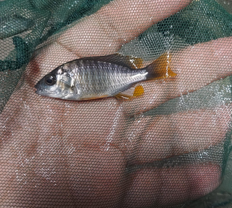 GREAT REDFIN BORLEYI 2 INCHES UNSEXED (Copadichromis borleyi)