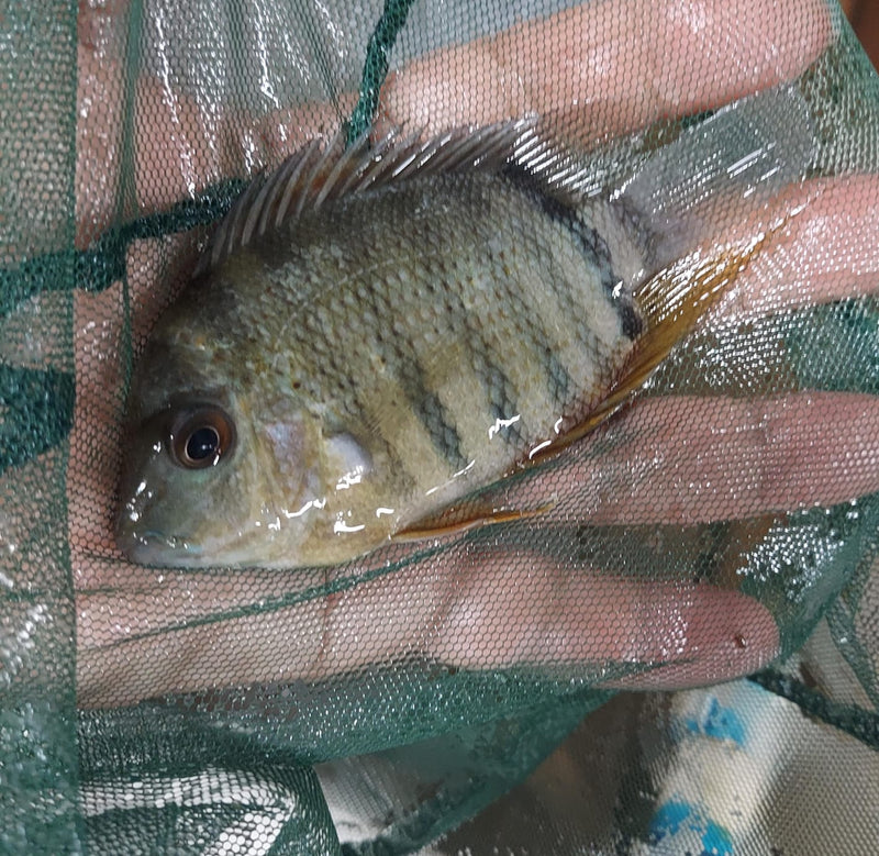 BEAUTIFUL ORANGE SHOULDER SEVERUM 1.5 TO 2 INCHES UNSEXED