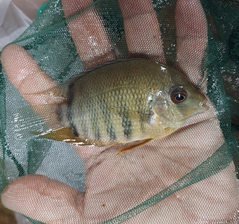 BEAUTIFUL ORANGE SHOULDER SEVERUM 1.5 TO 2 INCHES UNSEXED