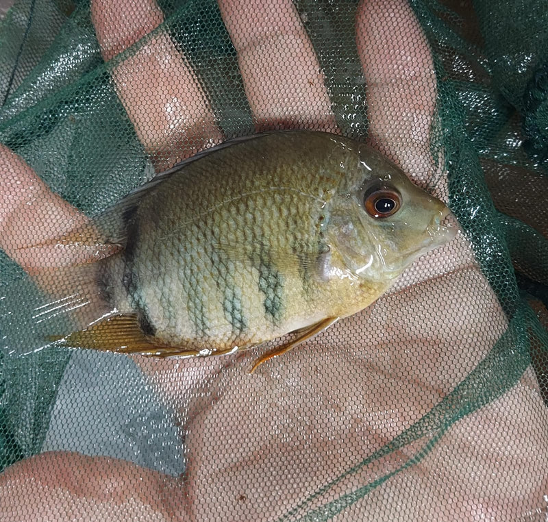 BEAUTIFUL ORANGE SHOULDER SEVERUM 1.5 TO 2 INCHES UNSEXED