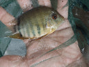 BEAUTIFUL ORANGE SHOULDER SEVERUM 1.5 TO 2 INCHES UNSEXED
