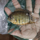 BEAUTIFUL ORANGE SHOULDER SEVERUM 1.5 TO 2 INCHES UNSEXED