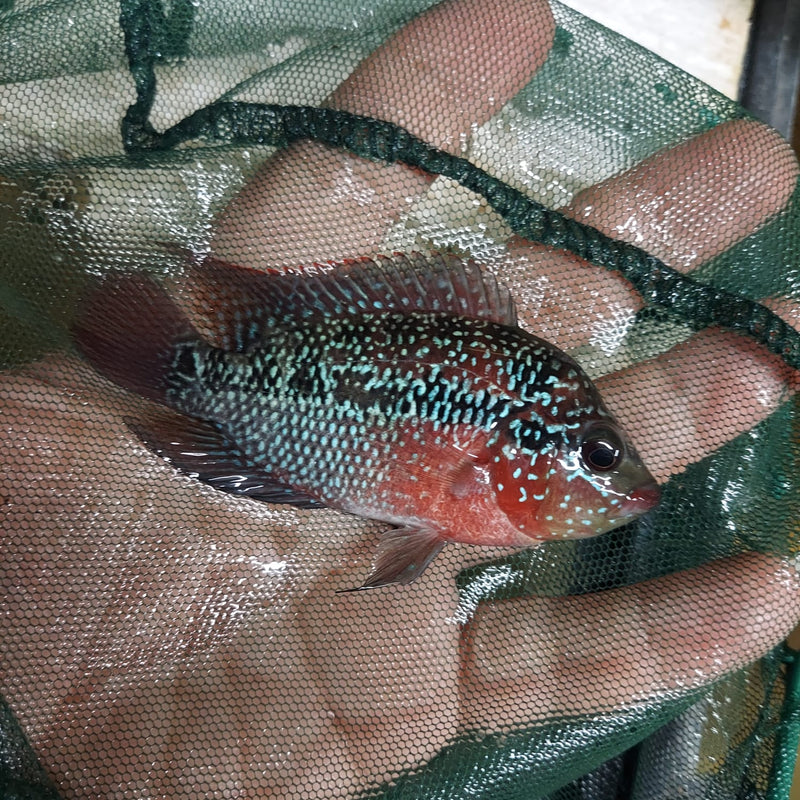 OUTSTANDING RED WARRIOR FLOWERHORN 1. TO 1.5  UNSEXED