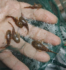 3 PACK ANCISTRUS BUSHY NOSE BRISTLENOSE 1 TO 1.5 INCHES (Ancistrus sp)