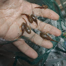 3 PACK ANCISTRUS BUSHY NOSE BRISTLENOSE 1 TO 1.5 INCHES (Ancistrus sp)
