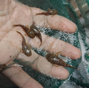 3 PACK ANCISTRUS BUSHY NOSE BRISTLENOSE 1 TO 1.5 INCHES (Ancistrus sp)