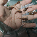 3 PACK ANCISTRUS BUSHY NOSE BRISTLENOSE 1 TO 1.5 INCHES (Ancistrus sp)