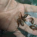 3 PACK ANCISTRUS BUSHY NOSE BRISTLENOSE 1 TO 1.5 INCHES (Ancistrus sp)