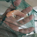 OUTSTANDING ALBINO MARBLE HOPLO CATFISH 3 INCHES (Megalechis thoracata)