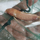 OUTSTANDING ALBINO MARBLE HOPLO CATFISH 3 INCHES (Megalechis thoracata)