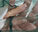 OUTSTANDING ALBINO MARBLE HOPLO CATFISH 3 INCHES (Megalechis thoracata)