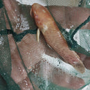 OUTSTANDING ALBINO MARBLE HOPLO CATFISH 3 INCHES (Megalechis thoracata)