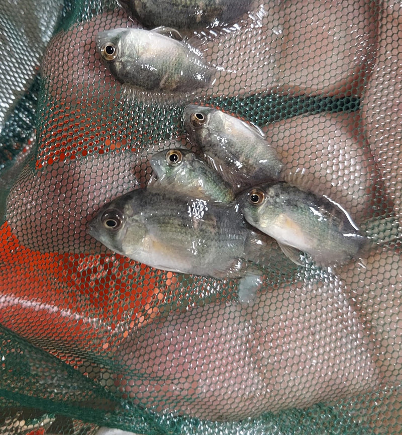 BEAUTIFUL KEYHOLE CICHLID 1/2 INCH UNSEXED (Cleithracara maronii)