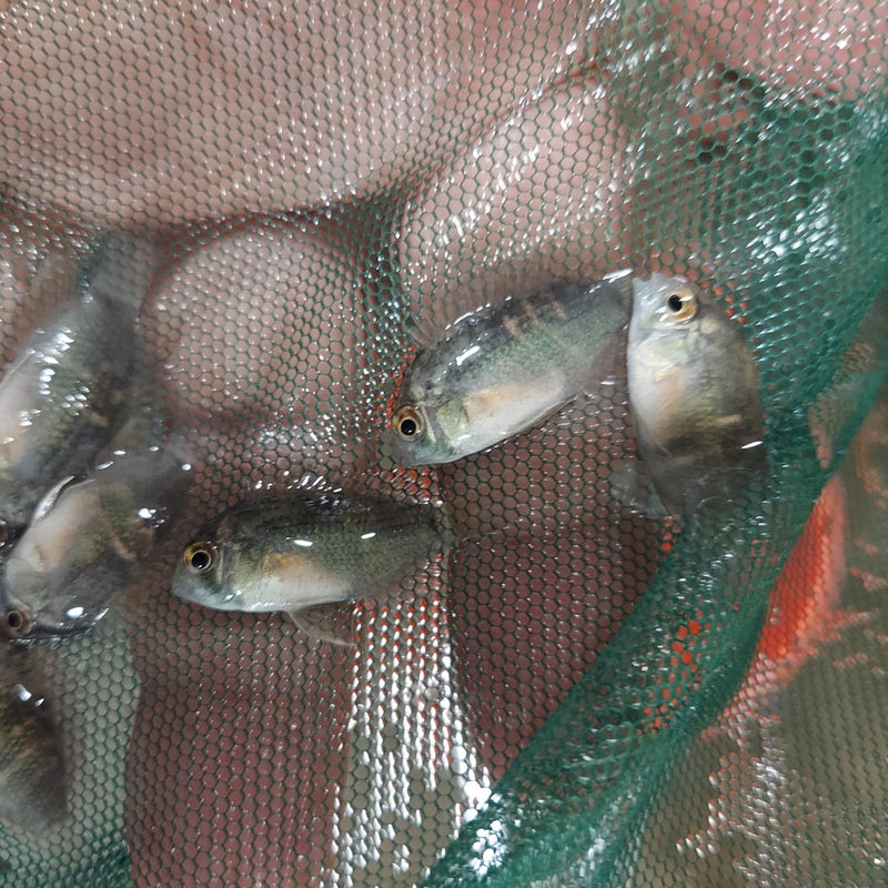 BEAUTIFUL KEYHOLE CICHLID 1/2 INCH UNSEXED (Cleithracara maronii)