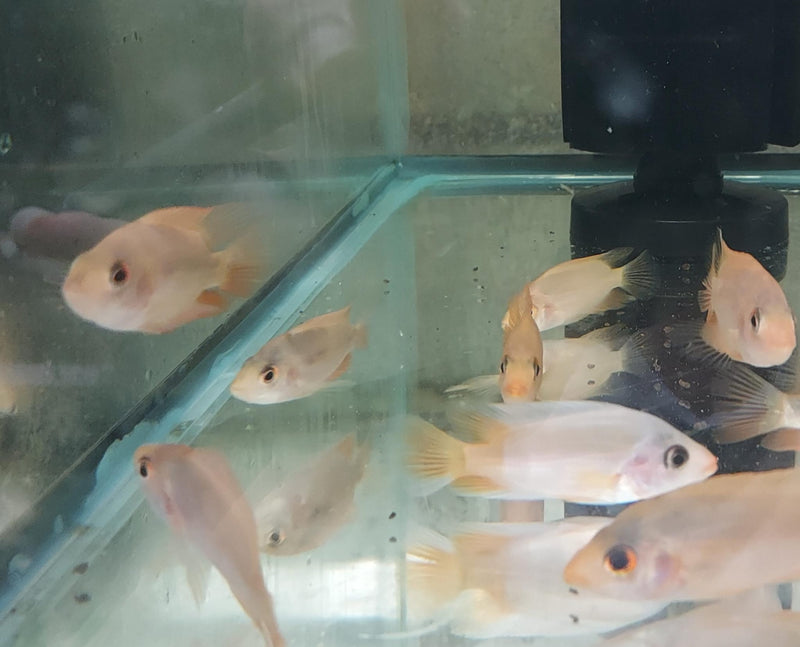 AWESOME RED DEVIL 2 INCHES UNSEXED (Amphilophus labiatus)