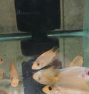 AWESOME RED DEVIL 2 INCHES UNSEXED (Amphilophus labiatus)