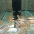 AWESOME RED DEVIL 2 INCHES UNSEXED (Amphilophus labiatus)