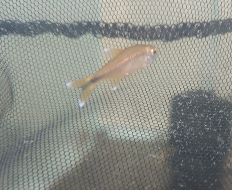 5 COLORFUL SILVERTIP TETRA (Hasemania nana)